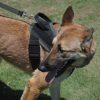 Robiq Tac Style B Harness - Image 2