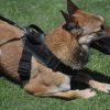 Robiq Tac Style B Harness - Image 3