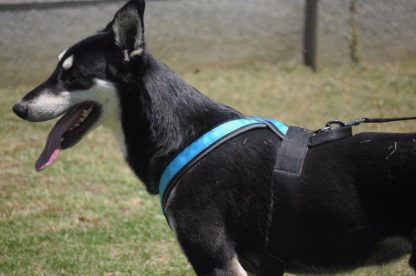 Robiq Tac V-harness - Image 7