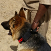 Robiq Tac Collars 50mm - Image 2