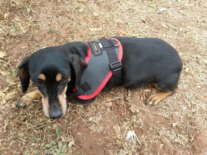 Robiq Mini Harness