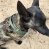 Robiq Tac Collars 50mm - Image 3