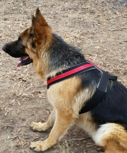 Robiq Tac V-harness - Image 10