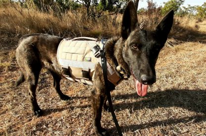 Style  D  harness - Image 4