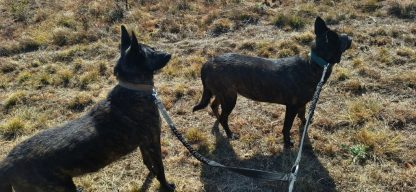 Double Leash-Bungee - Image 5