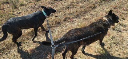 Double Leash-Bungee - Image 4