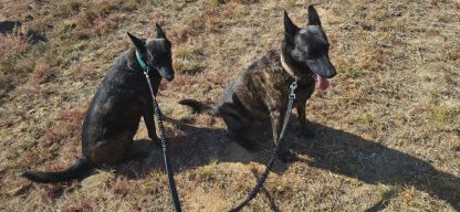 Double Leash-Bungee - Image 3