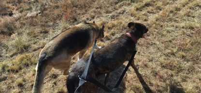 DOUBLE LEASH - Image 3
