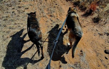 DOUBLE LEASH - Image 4