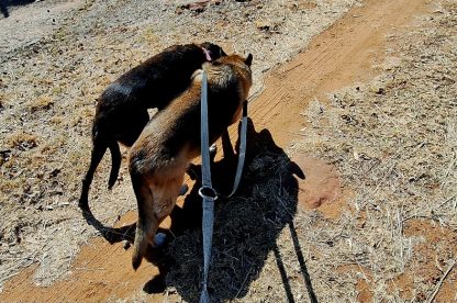 DOUBLE LEASH - Image 2